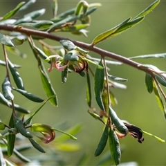 Grevillea arenaria at Hill Top, NSW - 3 Sep 2025 by Aussiegall