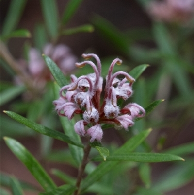 Grevillea phylicoides at Hill Top, NSW - 3 Sep 2025 by Aussiegall