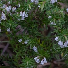 Styphelia (genus) at Hill Top, NSW - 3 Sep 2025 by Aussiegall