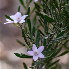 Eriostemon australasius (Pink Wax Flower) at Hill Top, NSW - 3 Sep 2025 by Aussiegall