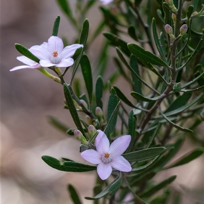 Eriostemon australasius (Pink Wax Flower) at Hill Top, NSW - 3 Sep 2025 by Aussiegall
