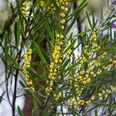 Acacia stricta (Straight Wattle) at Hill Top, NSW - 3 Sep 2025 by Aussiegall