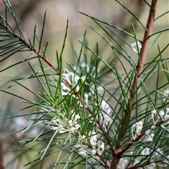 Hakea sericea (Needlebush) at Hill Top, NSW - 3 Sep 2025 by Aussiegall