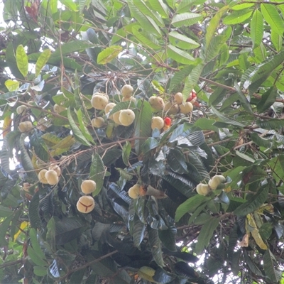 Diploglottis smithii (northern indigenous tamarind) at Mossman, QLD - 11 Dec 2022 by JasonPStewart