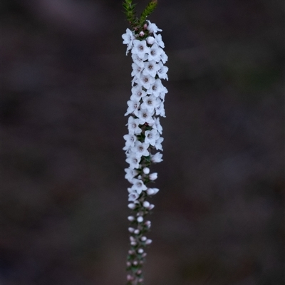 Epacris microphylla (Coral Heath) at Wingello, NSW - 5 Sep 2025 by Aussiegall