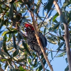 Callocephalon fimbriatum (Gang-gang Cockatoo) at Wingello, NSW - 5 Sep 2025 by Aussiegall