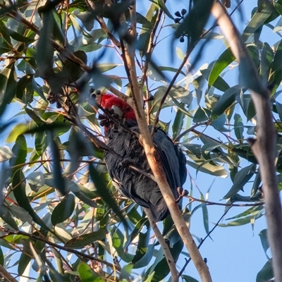 Callocephalon fimbriatum (Gang-gang Cockatoo) at Wingello, NSW - 5 Sep 2025 by Aussiegall