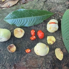 Diploglottis smithii (northern indigenous tamarind) at Syndicate, QLD - 30 Jan 2015 by JasonPStewart