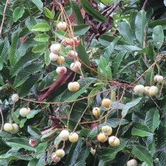 Diploglottis smithii (northern indigenous tamarind) at Whyanbeel, QLD - 6 Jan 2024 by JasonPStewartNMsnc2016