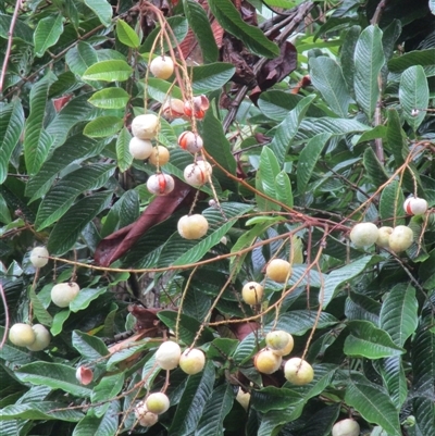 Diploglottis smithii (northern indigenous tamarind) at Whyanbeel, QLD - 6 Jan 2024 by JasonPStewartNMsnc2016