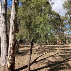 Persoonia linearis (Narrow-leaved Geebung) at Canyonleigh, NSW - 5 Sep 2025 by blacksheep