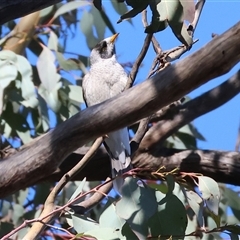 Manorina melanocephala (Noisy Miner) at Bandiana, VIC - 6 Sep 2025 by KylieWaldon