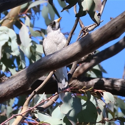 Manorina melanocephala (Noisy Miner) at Bandiana, VIC - 6 Sep 2025 by KylieWaldon