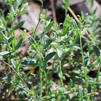 Gonocarpus tetragynus at Bandiana, VIC - 6 Sep 2025 by KylieWaldon