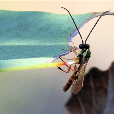 Unverified Parasitic wasp (numerous families) at Bandiana, VIC - 6 Sep 2025 by KylieWaldon
