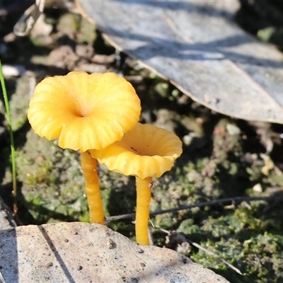 Lichenomphalia chromacea (Yellow Navel) at Bandiana, VIC - 6 Sep 2025 by KylieWaldon