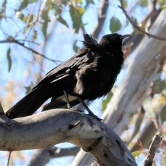 Corcorax melanorhamphos (White-winged Chough) at Bandiana, VIC - 6 Sep 2025 by KylieWaldon