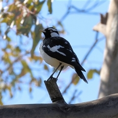 Grallina cyanoleuca (Magpie-lark) at Bandiana, VIC - 6 Sep 2025 by KylieWaldon