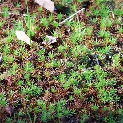 Unverified Lichen, Mosses, Liverworts & Horworts or other Bryophyte at Bandiana, VIC - 6 Sep 2025 by KylieWaldon