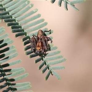 Oxyopes (genus) (Lynx spider) at Bandiana, VIC - 6 Sep 2025 by KylieWaldon