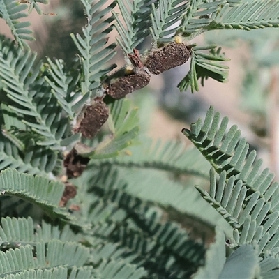 Unverified Leafhopper or planthopper (Hemiptera, several families) at Bandiana, VIC - 6 Sep 2025 by KylieWaldon