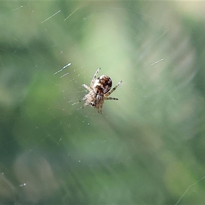 Unverified Spider at Bandiana, VIC - 6 Sep 2025 by KylieWaldon