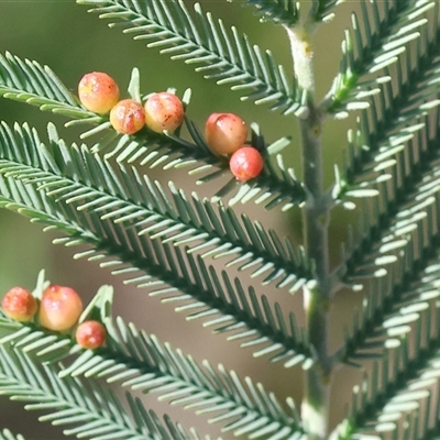 Austroacacidiplosis botrycephalae (A Gall Midge) at Bandiana, VIC - 6 Sep 2025 by KylieWaldon