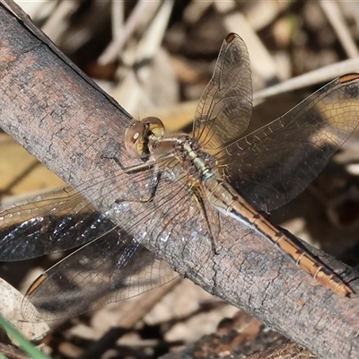 Diplacodes bipunctata (Wandering Percher) at Bandiana, VIC - 6 Sep 2025 by KylieWaldon