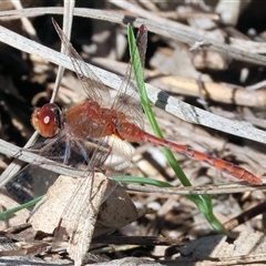 Diplacodes bipunctata at Bandiana, VIC - 6 Sep 2025 10:21 AM