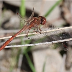 Diplacodes bipunctata at Bandiana, VIC - 6 Sep 2025 10:21 AM