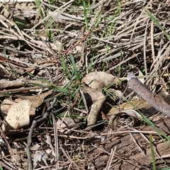 Diplacodes bipunctata at Bandiana, VIC - 6 Sep 2025 10:21 AM