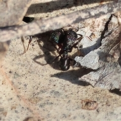 Rhytidoponera metallica (Greenhead ant) at Bandiana, VIC - 6 Sep 2025 by KylieWaldon