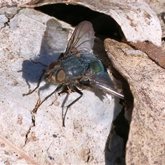 Calliphora vicina (European bluebottle) at Bandiana, VIC - 6 Sep 2025 by KylieWaldon