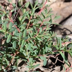 Hypericum perforatum (St John's Wort) at Bandiana, VIC - 6 Sep 2025 by KylieWaldon
