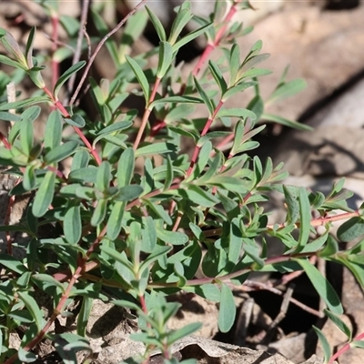 Hypericum perforatum (St John's Wort) at Bandiana, VIC - 6 Sep 2025 by KylieWaldon