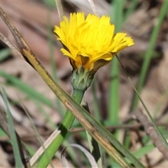 Taraxacum sp. at Bandiana, VIC - 6 Sep 2025 by KylieWaldon