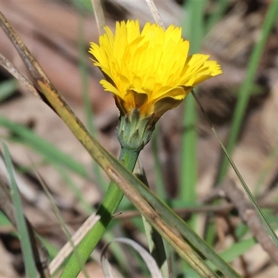 Taraxacum sp. at Bandiana, VIC - 6 Sep 2025 by KylieWaldon