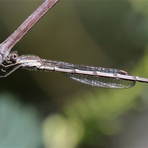 Austrolestes leda (Wandering Ringtail) at Bandiana, VIC - 6 Sep 2025 by KylieWaldon