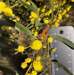 Acacia buxifolia subsp. buxifolia at Crowther, NSW - 6 Sep 2025 by Frecko