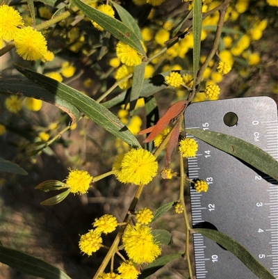 Acacia buxifolia subsp. buxifolia at Crowther, NSW - 6 Sep 2025 by Frecko
