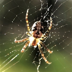 Unverified Spider at Crowther, NSW - 6 Sep 2025 by Frecko