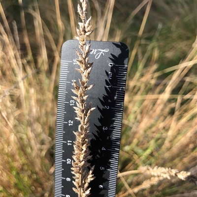 Carex appressa (Tall Sedge) at Crowther, NSW - 6 Sep 2025 by Frecko