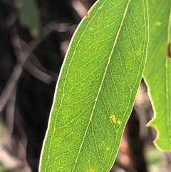 Eucalyptus sideroxylon (Mugga Ironbark) at Crowther, NSW - 6 Sep 2025 by Frecko