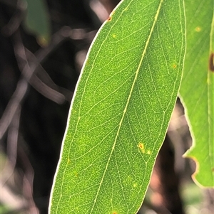 Eucalyptus sideroxylon (Mugga Ironbark) at Crowther, NSW - 6 Sep 2025 by Frecko
