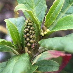 Phytolacca octandra (Inkweed) at Crowther, NSW - 6 Sep 2025 by Frecko