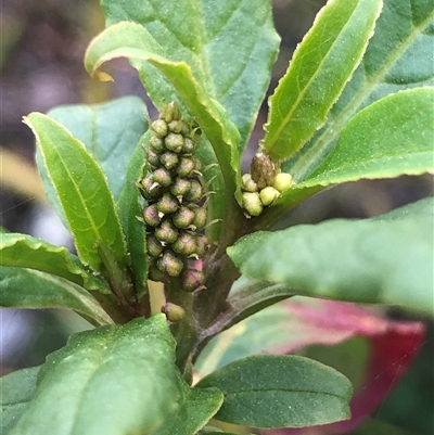 Phytolacca octandra (Inkweed) at Crowther, NSW - 6 Sep 2025 by Frecko