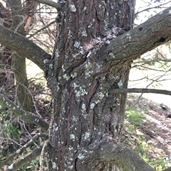 Callitris endlicheri (Black Cypress Pine) at Crowther, NSW - 6 Sep 2025 by Frecko