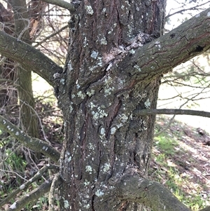 Callitris endlicheri (Black Cypress Pine) at Crowther, NSW - 6 Sep 2025 by Frecko