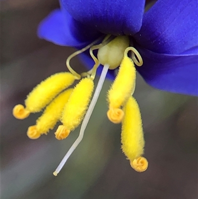 Stypandra glauca (Nodding Blue Lily) at Crowther, NSW - 4 Sep 2025 by Frecko