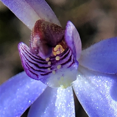 Caladenia caerulea (Blue Fingers, Blue Fairies) at Crowther, NSW - 4 Sep 2025 by Frecko